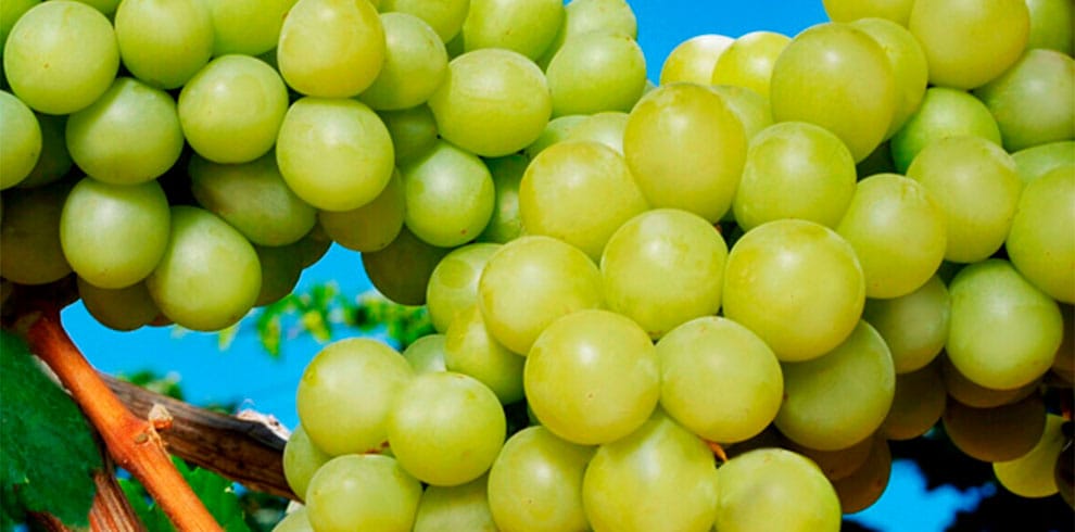 uva-vinícola-santa-maria